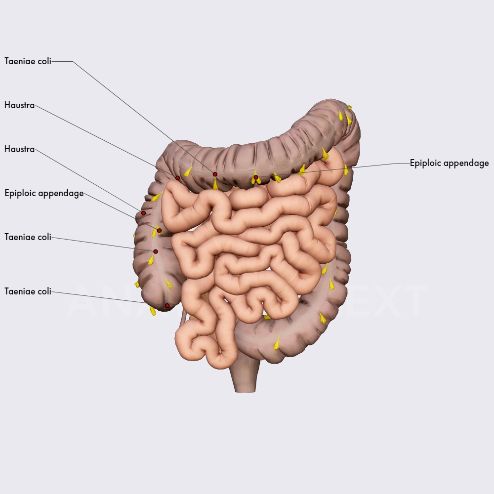 Characteristic features of large intestine